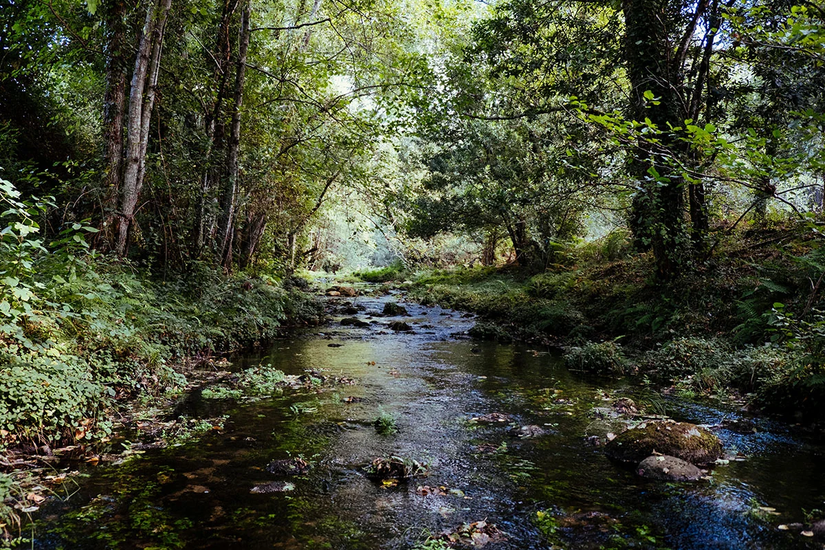 A shaded creek flowing through a green forest